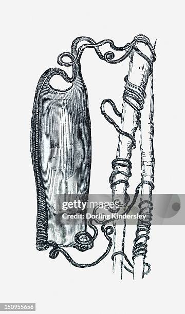 black and white illustration of dog fish egg case tied to weed by tendrils - tendril stock illustrations
