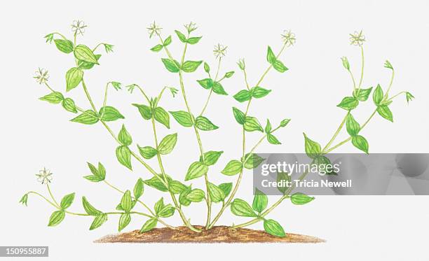 illustration of moehringia trinvervia (three-nerved sandwort), wildflowers - sandwort stock-grafiken, -clipart, -cartoons und -symbole