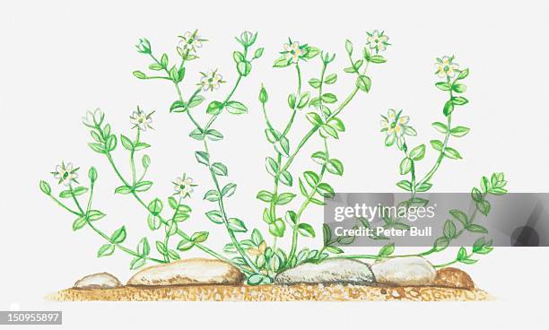 illustration of arenaria serpyllifolia (thyme-leaved sandwort), wildflowers - sandwort stock-grafiken, -clipart, -cartoons und -symbole