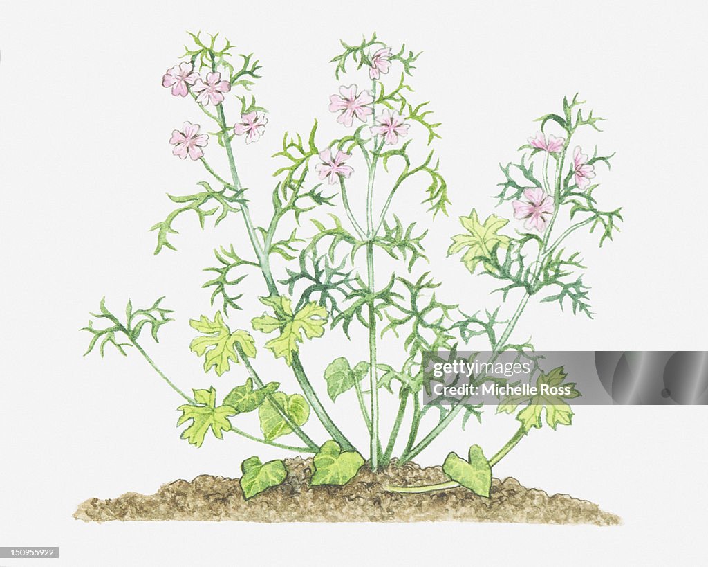 Illustration of Malva moschata (Musk mallow), stems with leaves and pink flowers