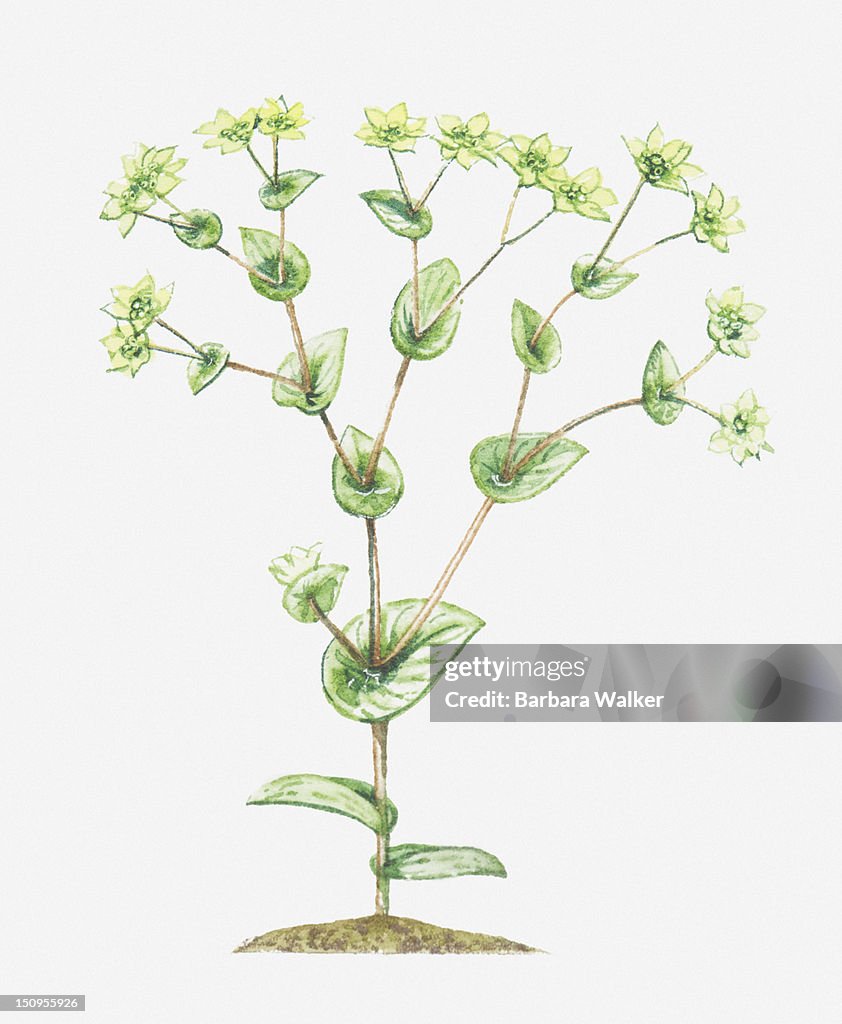Illustration of Bupleurum rotundifolium (Thorow-wax), umbels of yellow-green flowers