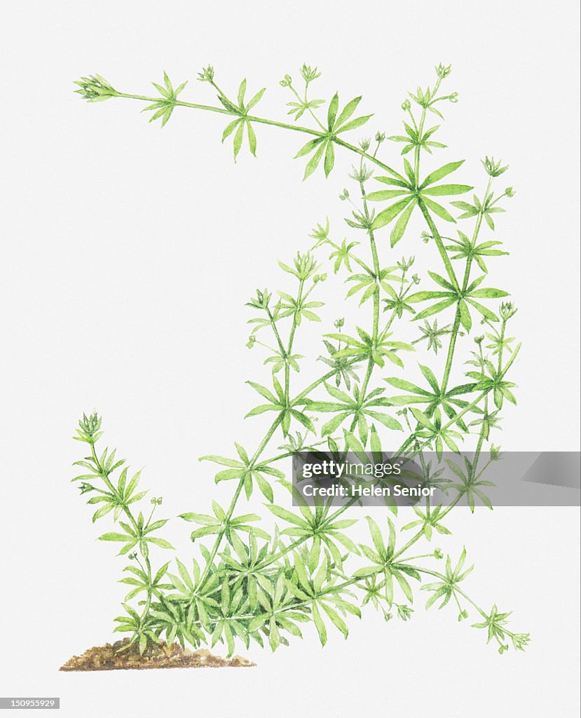 Illustration of Galium aparine (Cleavers, Goosegrass), leafy stems