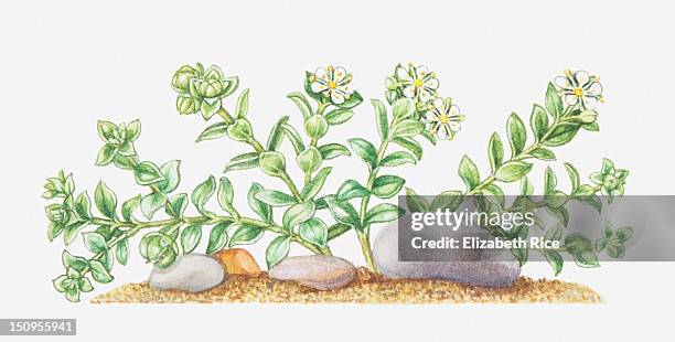 illustration of honkenya peploides (sea sandwort), wildflowers - sandwort stock-grafiken, -clipart, -cartoons und -symbole