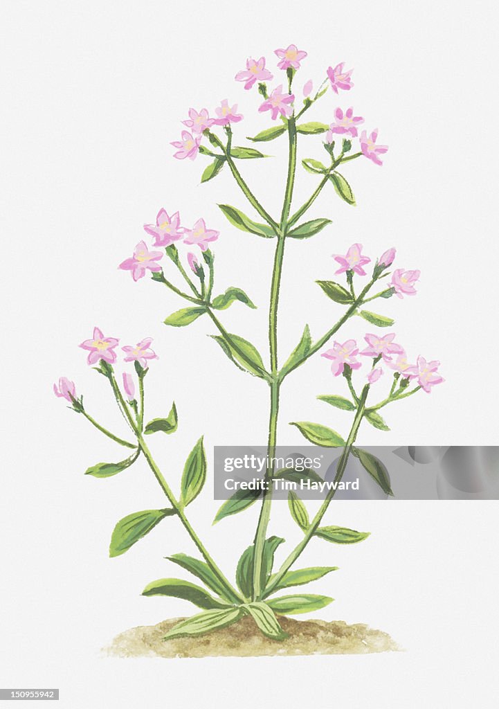Illustration of Centaurium erythraea (Common centaury), pink flowers