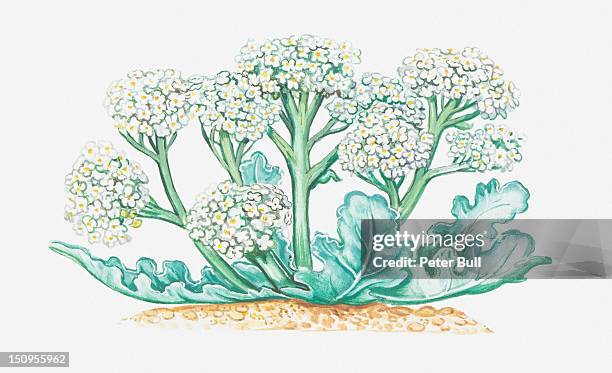 illustration of crambe maritima (sea kale), wildflowers - ケール点のイラスト素材／クリップアート素材／マンガ素材／アイコン素材