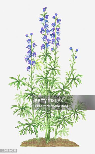 illustration of aconitum napellus (monk's hood), blue wildflowers - aconitum napellus stock illustrations