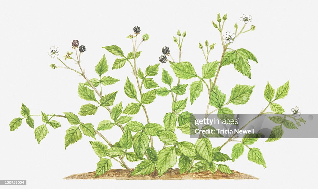 Illustration of Rubus caesius (Dewberry), bearing flowers and fruit
