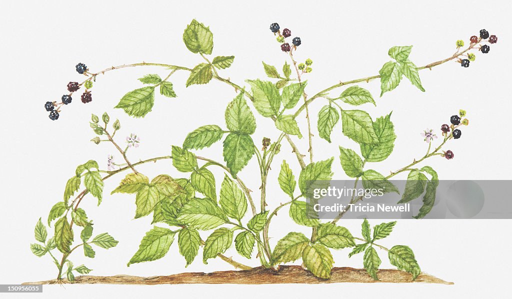 Illustration of Rubus fruticosus (Blackberry, Brambleberry), fruit-bearing