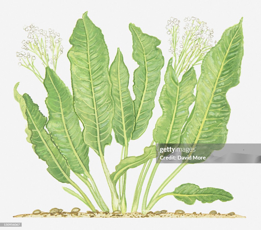 Illustration of Armoracia rusticana (Horse-radish), leaves and flowers