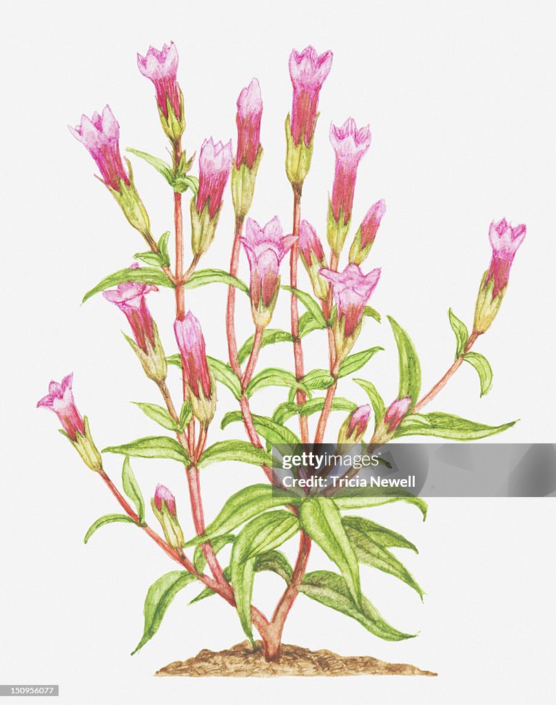 Illustration of Gentianella amarella (Autumn gentian), pink flowers