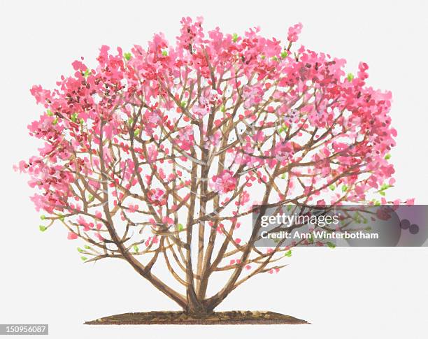 illustration of daphne mezereum (mezereon), pink-flowering shrub - thymelaeaceae stock illustrations