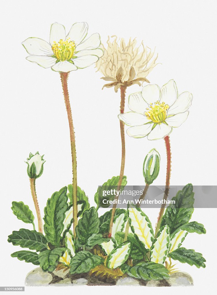 Illustration of Dryas octopetala (Mountain avens), flowers, buds, and seed head