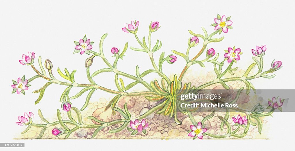 Illustration of Spergularia marina (Lesser Sand-Spurberry), pink flowers