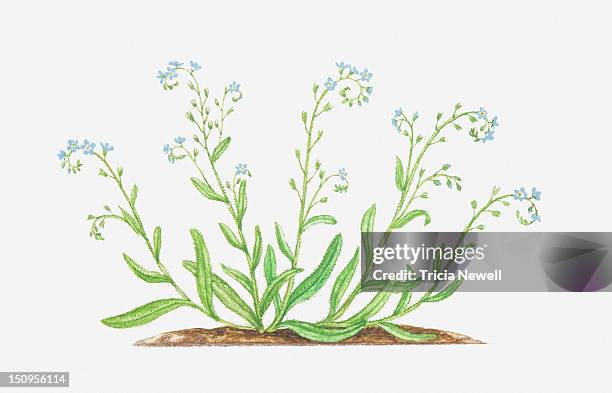 illustration of myosotis arvensis (field forget-me-not), wildflowers - myosotis arvensis stock illustrations