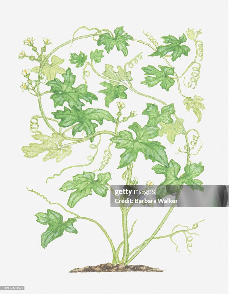 Illustration of Bryonia dioica (White bryony), climbing vine
