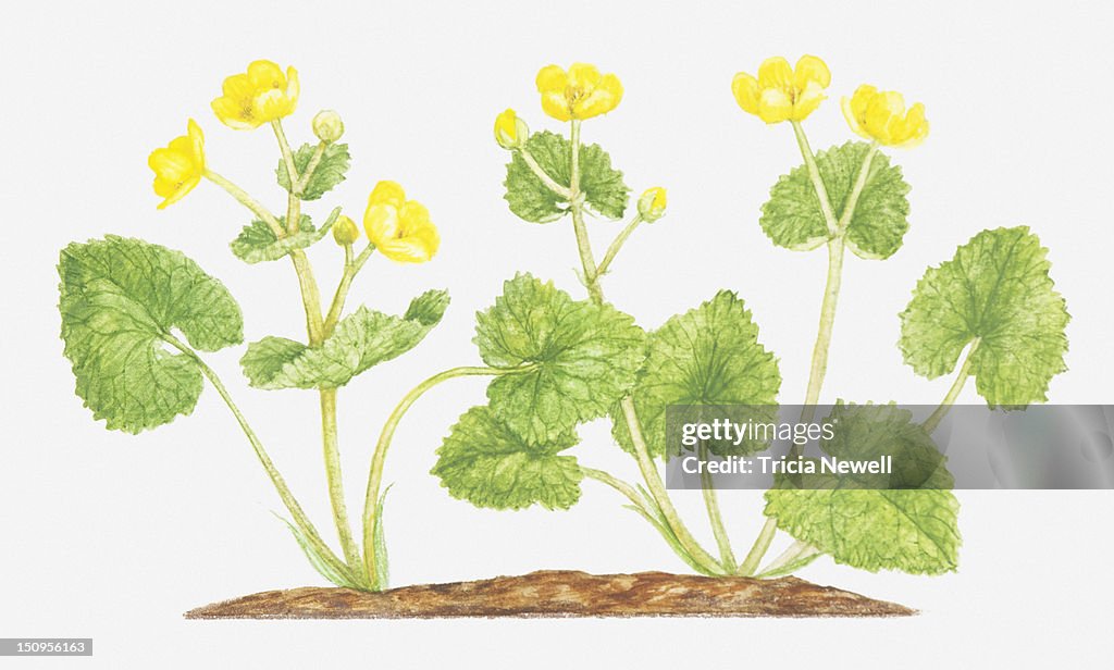 Illustration of Caltha palustris (Marsh marigold), yellow flowers