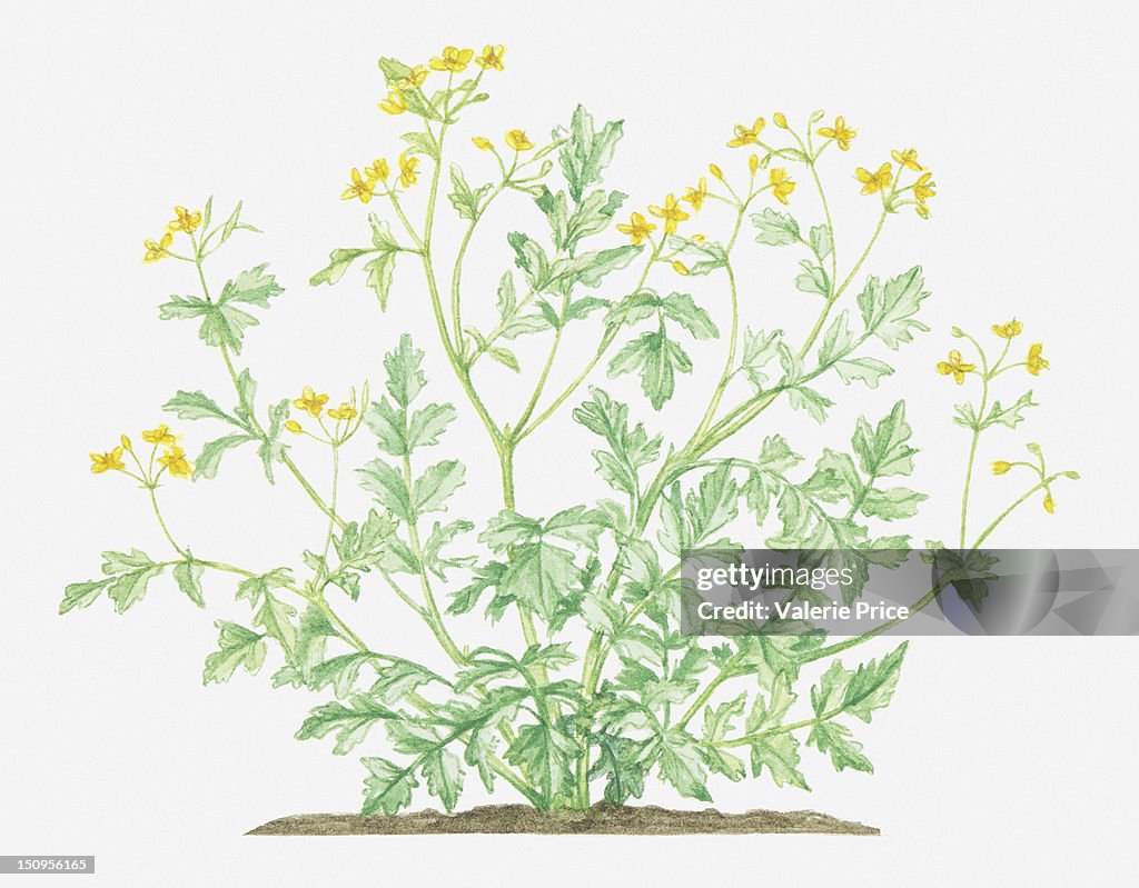 Illustration of Chelidonium majus (Greater celandine), yellow flowers