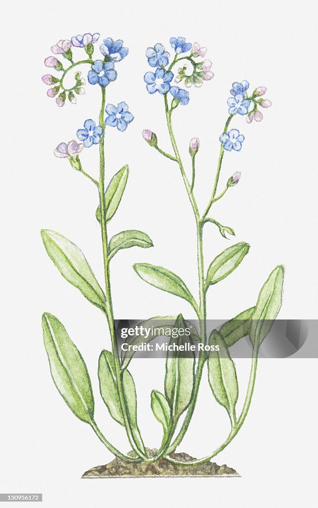 Illustration of Myosotis sylvatica (Wood Forget-me-not), blue wildflowers