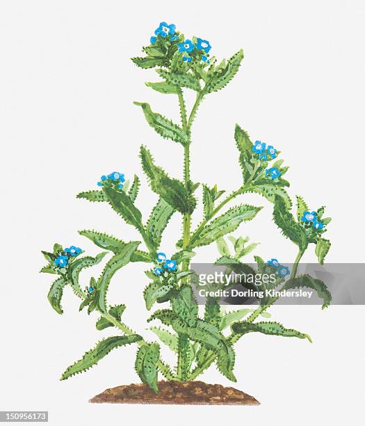 stockillustraties, clipart, cartoons en iconen met illustration of anchusa arvensis (bugloss), leaves and blue flowers - borage