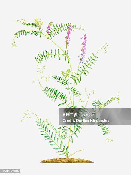 illustration of vicia cracca (tufted vetch), slender, branching stems with pink flowers - legumes aquarelle stock-grafiken, -clipart, -cartoons und -symbole