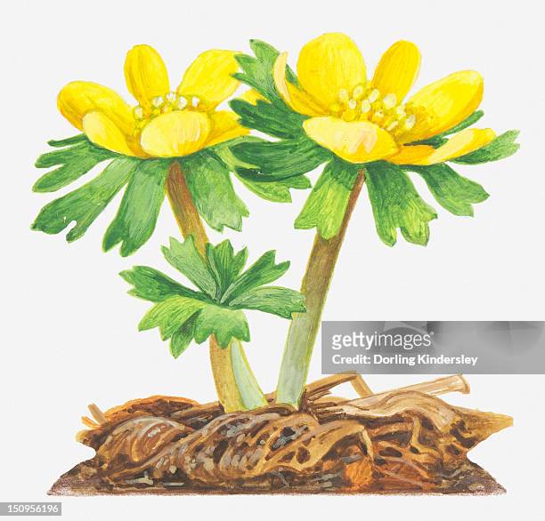 illustration of eranthis hyemalis (winter aconite), bright yellow flowers - buttercup stock illustrations
