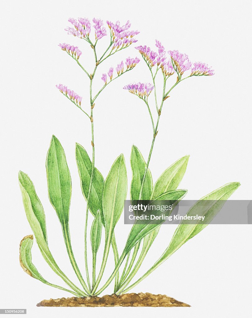 Illustration of Limonium vulgare (Common sea-lavender), leaves and pink flowers