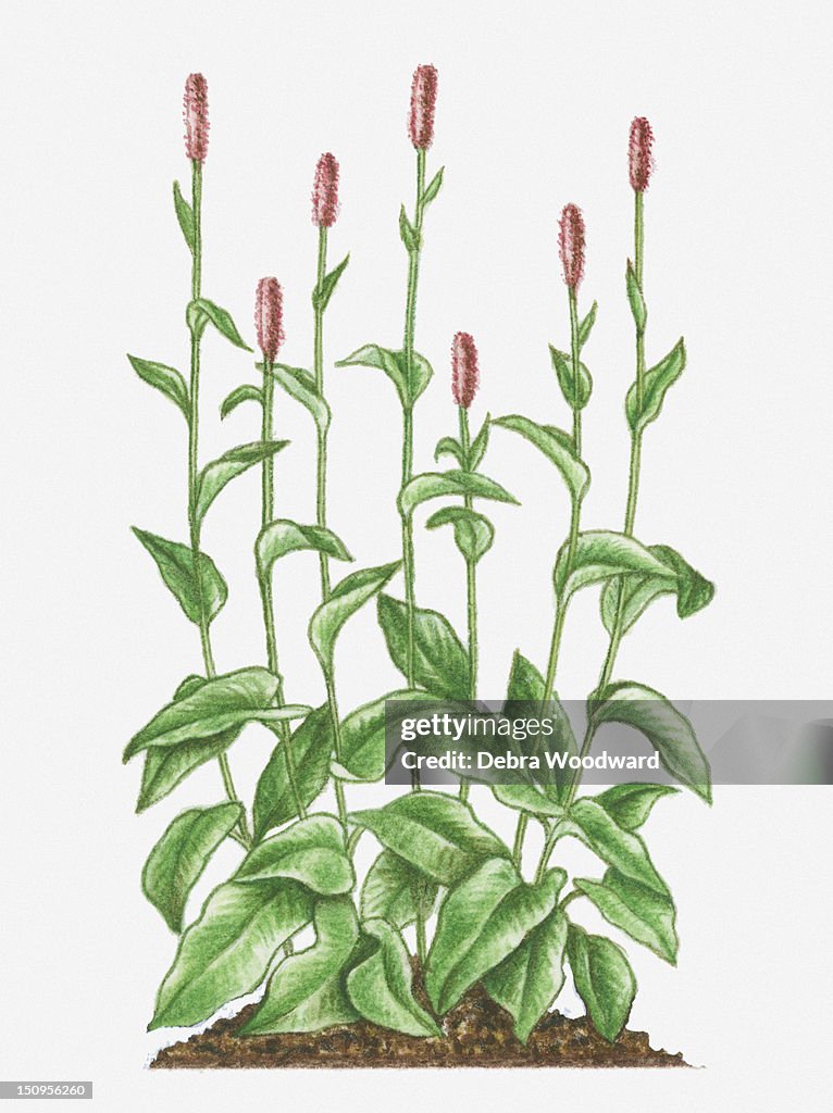 Illustration of Persicaria bistorta (Bistort, Common Bistort) bearing pink flowers of tall racemes