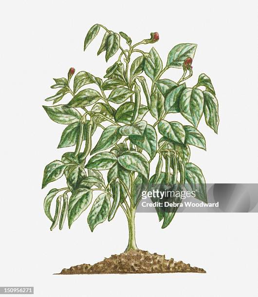 illustration of phaseolus vulgaris (french bean) bearing purple flowers and green pods with green leaves on erect bush - legumes aquarelle stock-grafiken, -clipart, -cartoons und -symbole