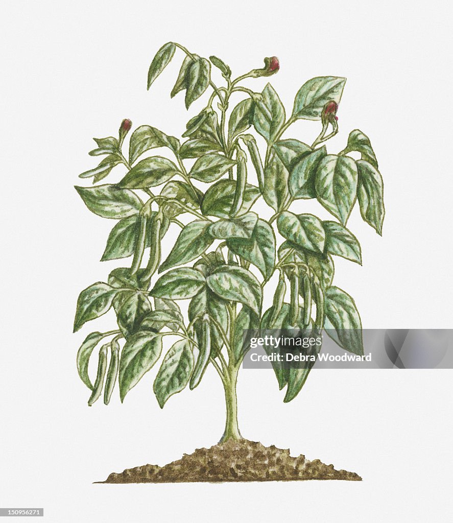 Illustration of Phaseolus vulgaris (French Bean) bearing purple flowers and green pods with green leaves on erect bush