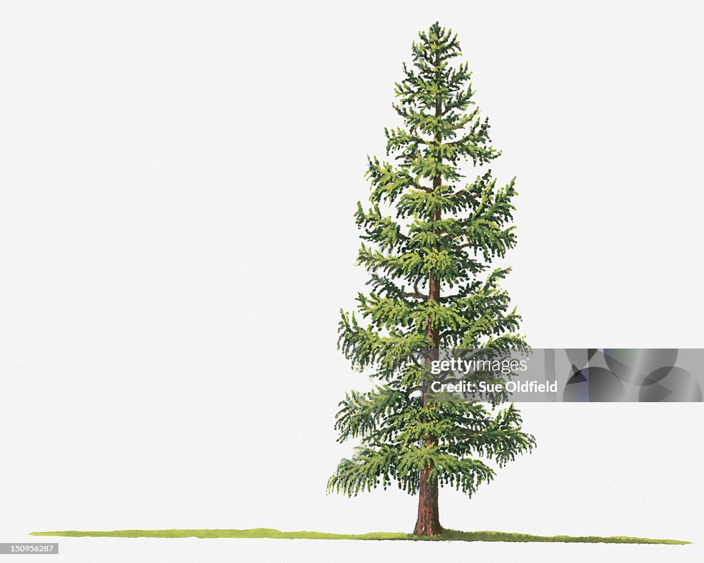 Illustration of Larix laricina (Tamarack, Tamarack Larch) deciduous tree