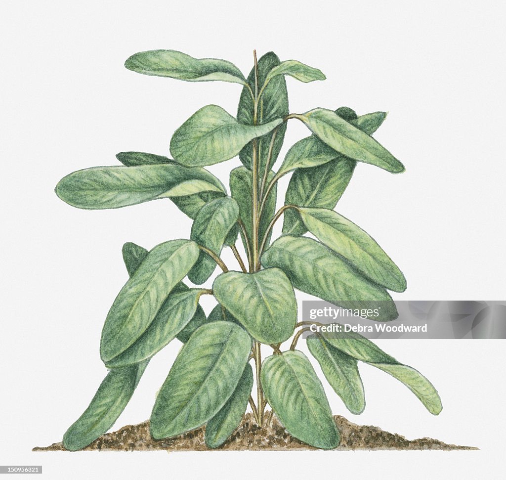 Illustration of Maranta arundinacea (Arrowroot) bearing large green leaves