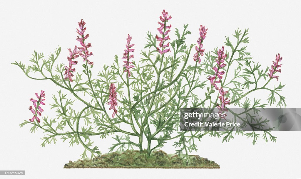 Illustration of Fumaria officinalis (Common Fumitory) bearing pink flowers and green leaves on scrambling stems