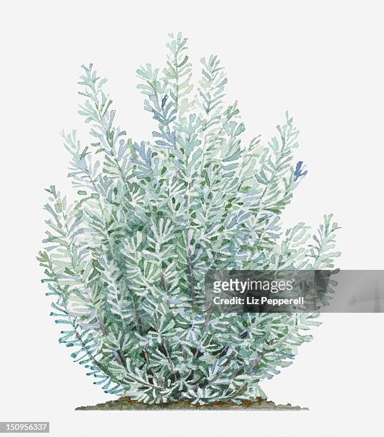 illustration of artemisia tridentata (sagebrush) shrub - artemisia stock illustrations