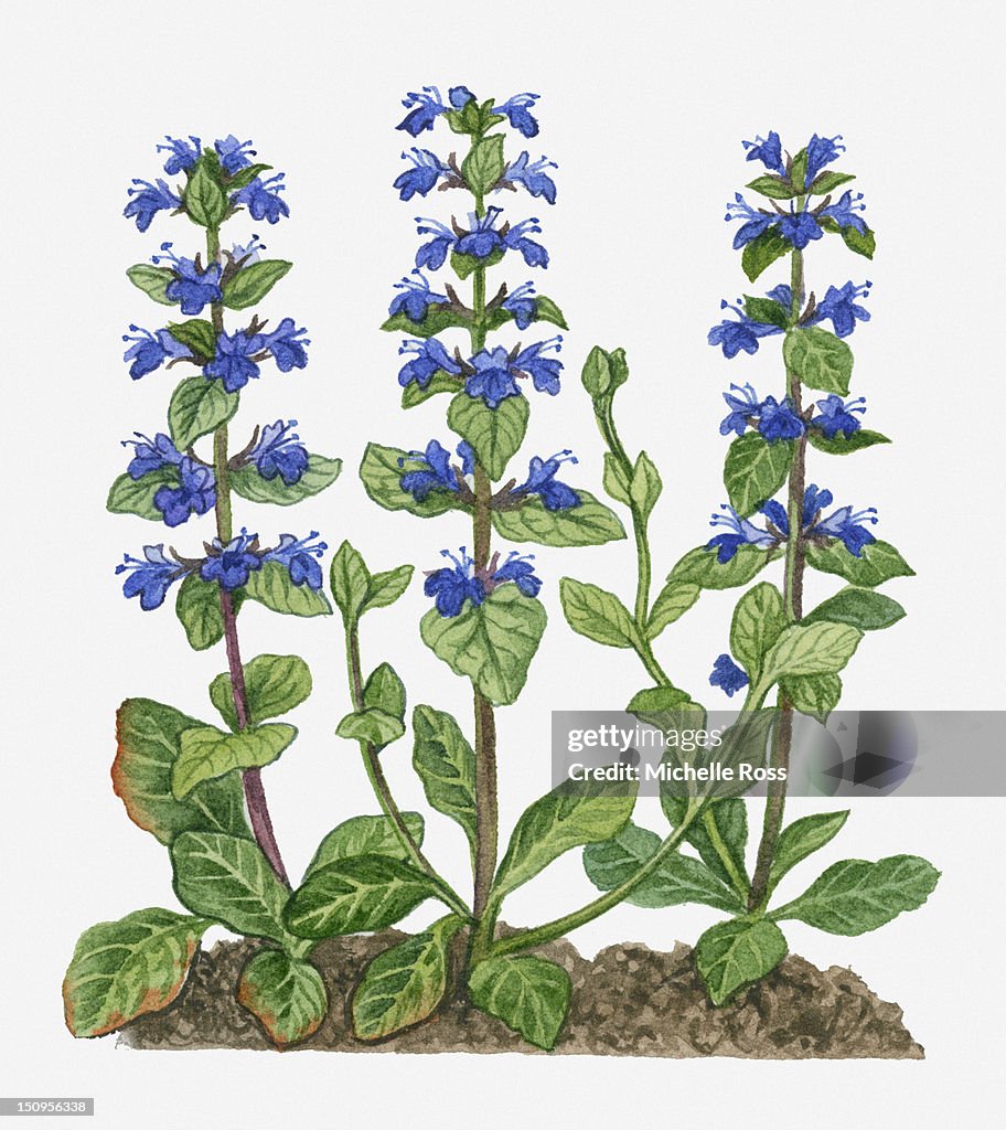 Illustration of Ajuga reptans (Blue Bugle) with purple flowers on tall stems
