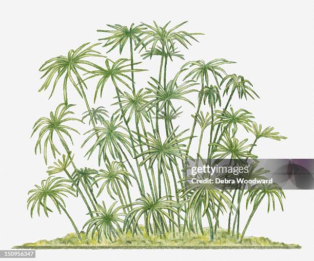 stockillustraties, clipart, cartoons en iconen met illustration of cyperus papyrus (papyrus sedge, paper reed) showing long green stems topped with clusters of thin stems - papyrusriet