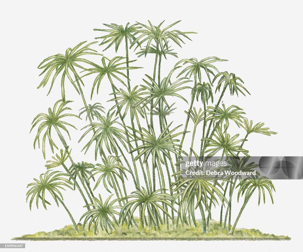 Illustration of Cyperus papyrus (Papyrus Sedge, Paper Reed) showing long green stems topped with clusters of thin stems