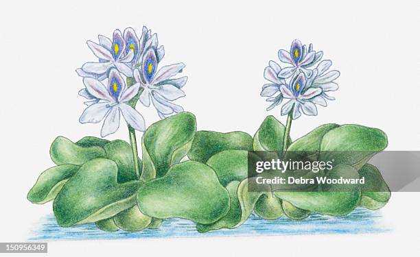 illustration of eichhornia crassipes (water hyacinth) with hermaphrodite lavender flowers rising above large green leaves in water - 両性具有点のイラスト素材／クリップアート素材／マンガ素材／アイコン素材