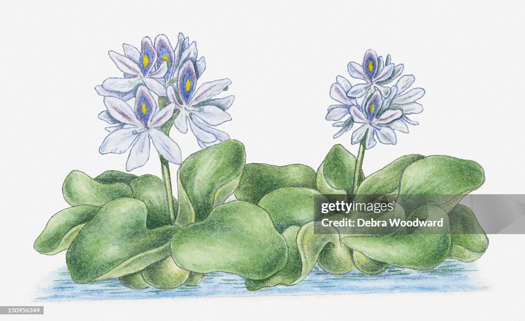 Illustration of Eichhornia crassipes (Water Hyacinth) with hermaphrodite lavender flowers rising above large green leaves in water