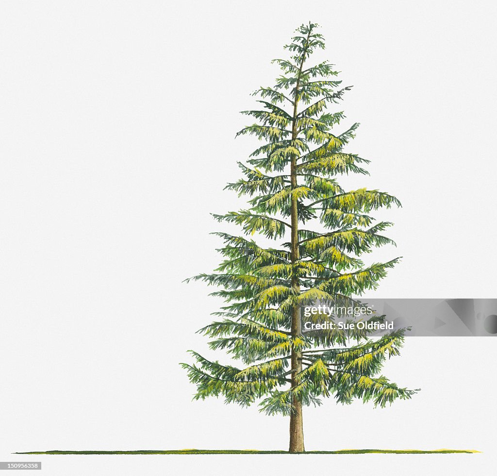 Illustration of large evergreen Tsuga heterophylla (Western Hemlock) tree