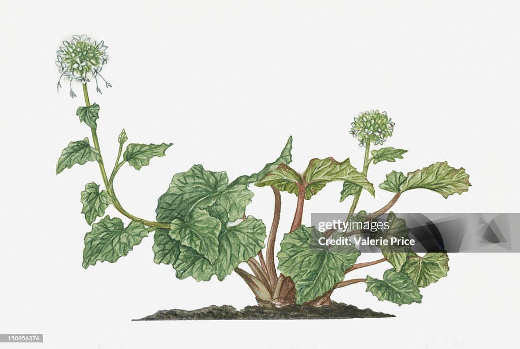 Illustration of Wasabia japonica (Wasabi, Japanese Horseradish) bearing racemes of white flowers on long stems with green leaves and edible root below