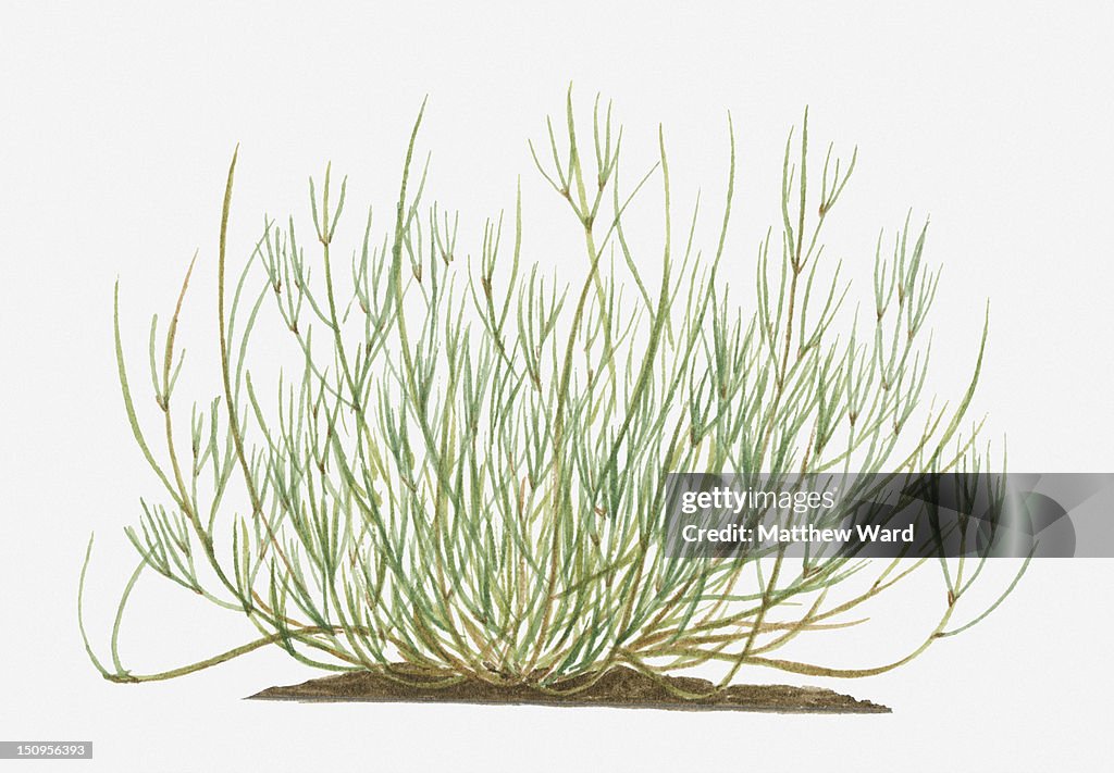 Illustration of Ephedra sinica (Joint-pine) with long wispy green stems