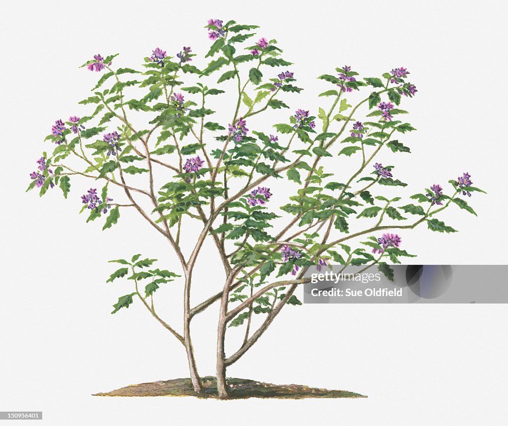 Illustration of Solanum violaceum (Indian Nightshade) shrub with purple flowers