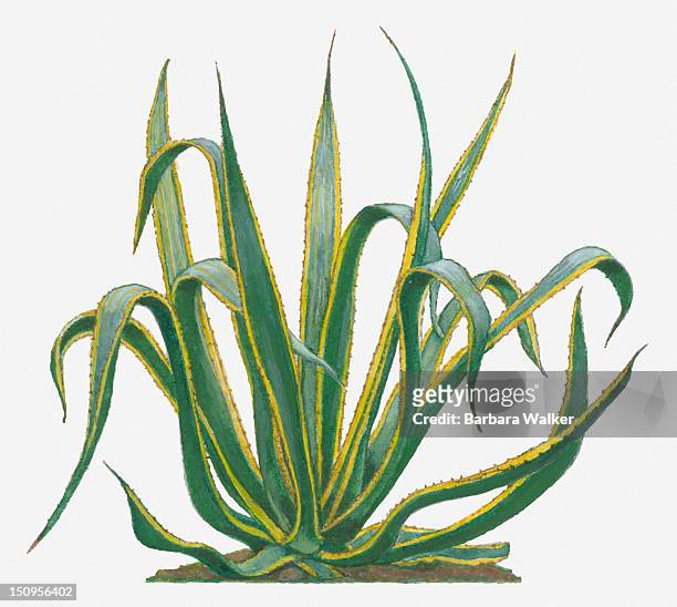illustration of agave americana (century plant) with spiny yellow margin to green leaves and spiked tips - agave plant stock illustrations