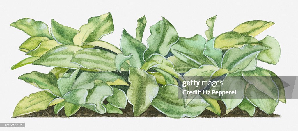 Illustration of Kaempferia galanga (Kencur) with large green leaves