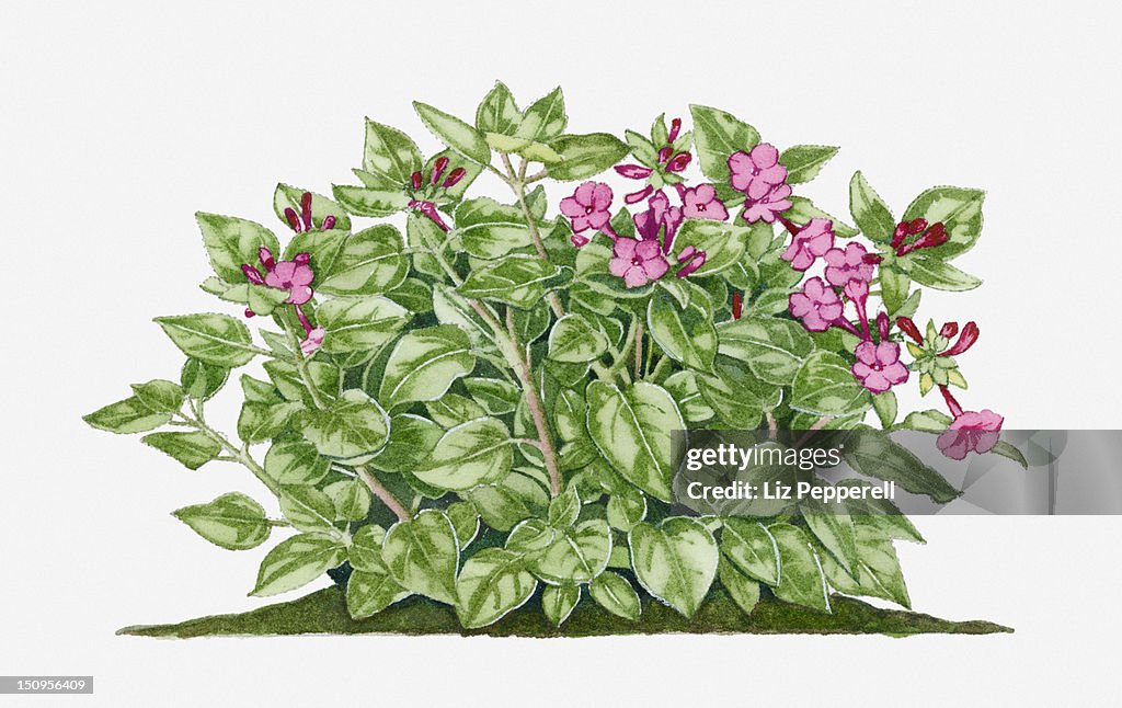 Illustration of Mirabilis jalapa (The Four O'Clock Flower) bearing pink flowers and green leaves