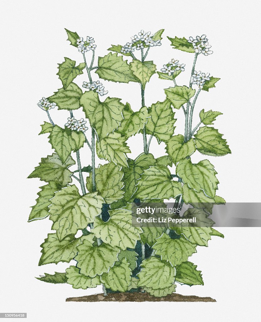 Illustration of Alliaria petiolata (Garlic Mustard, Jack-in-the-Bush) bearing clusters of white flowers on tall stems with green leaves