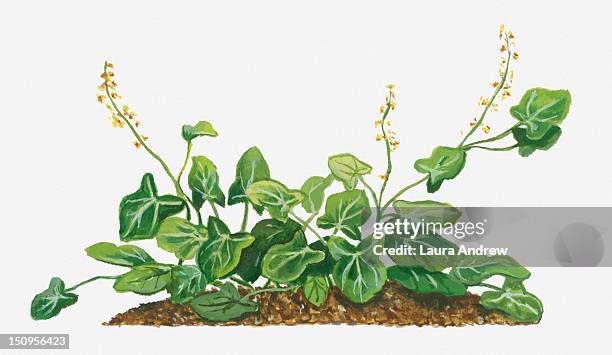 illustration of rumex scutatus (french sorrel) bearing small yellow flowers on long stems with green leaves below - rumex scutatus stock illustrations