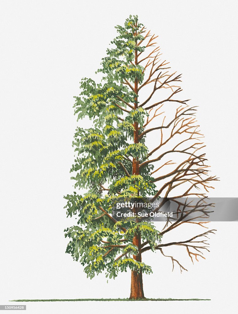 Illustration showing shape of deciduous Metasequoia Glyptostroboides (Dawn Redwood) tree with green summer foliage and bare winter branches