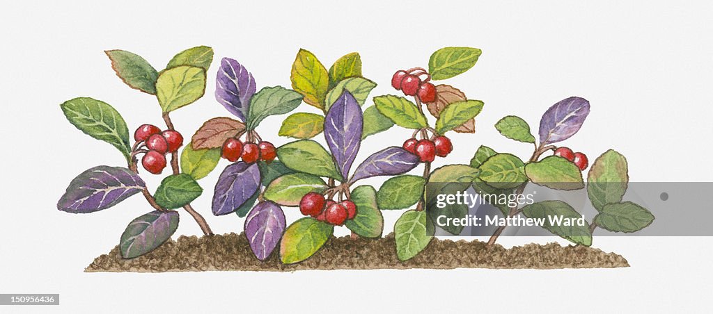 Illustration of Gaultheria procumbens (Wintergreen) with red fruit and green and purple leaves