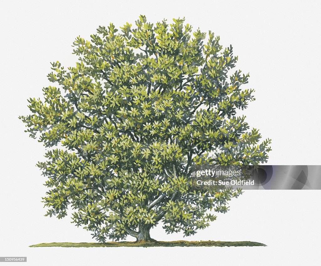 Illustration showing shape of Myrica cerifera (Wax Myrtle) shrub bearing abundance of small green leaves